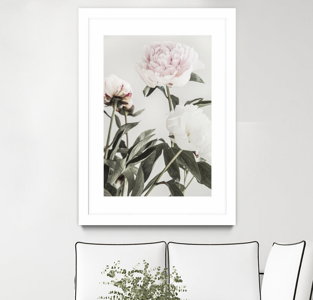 Peony 04 by Pictufy on GIANT ART - still life flower