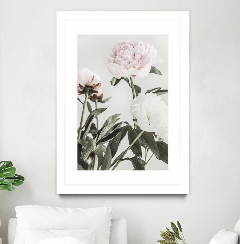 Peony 04 by Pictufy on GIANT ART - still life flower