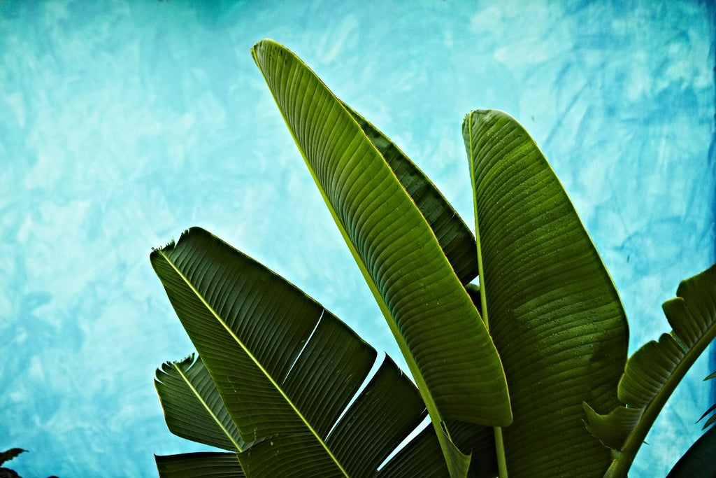 Tropical III by Peter Morneau on GIANT ART - green photo art