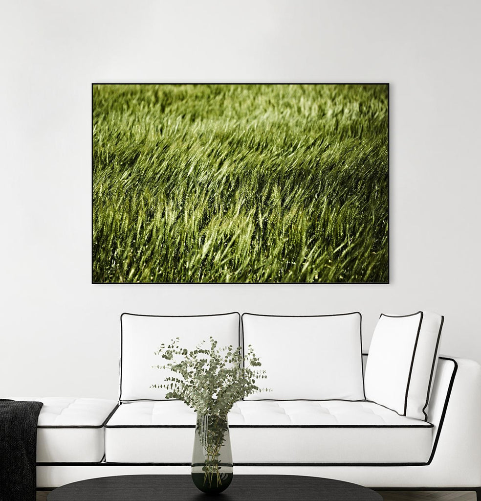 Grass II par Peter Morneau sur GIANT ART - art photo vert