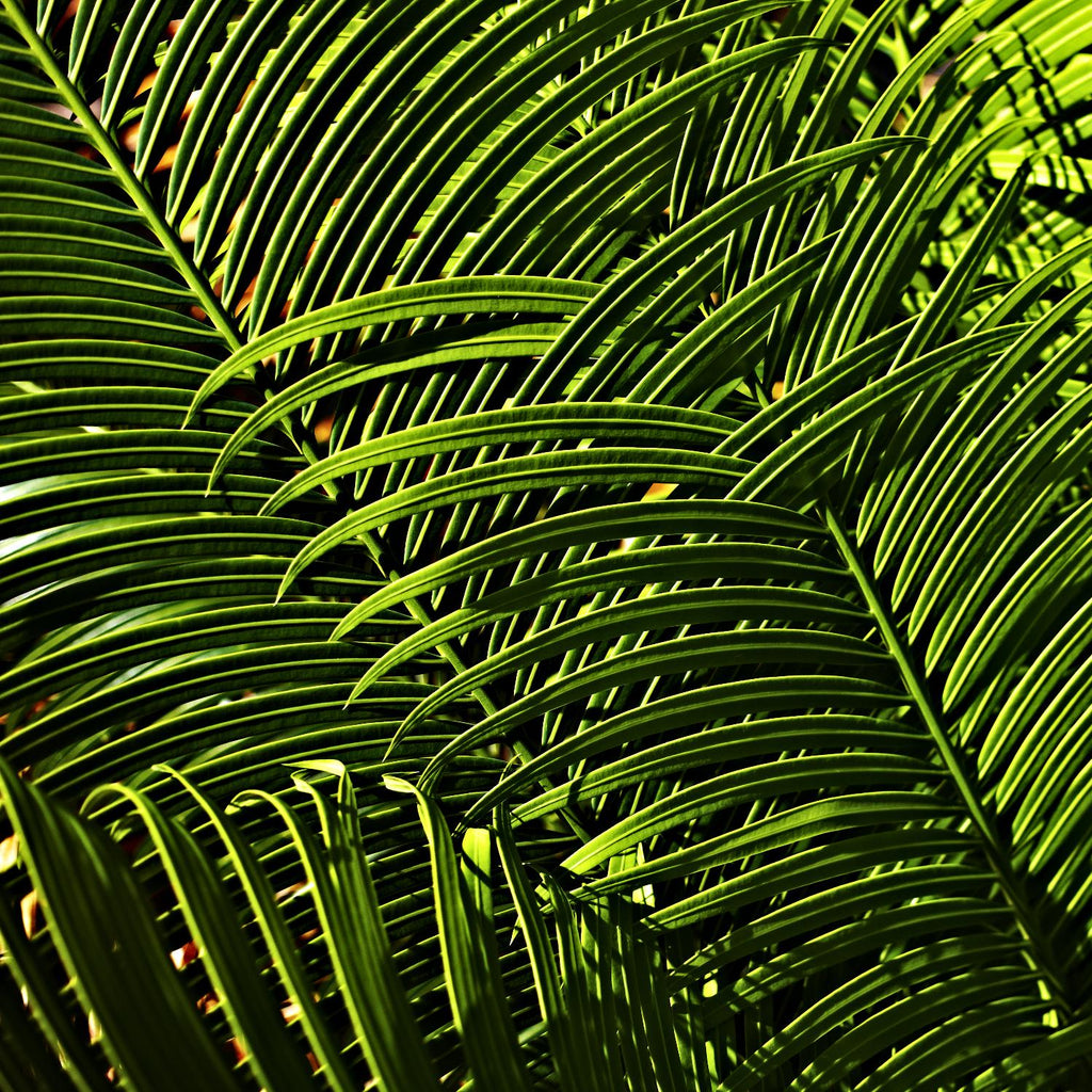 Leaves III by Peter Morneau on GIANT ART - green photo art