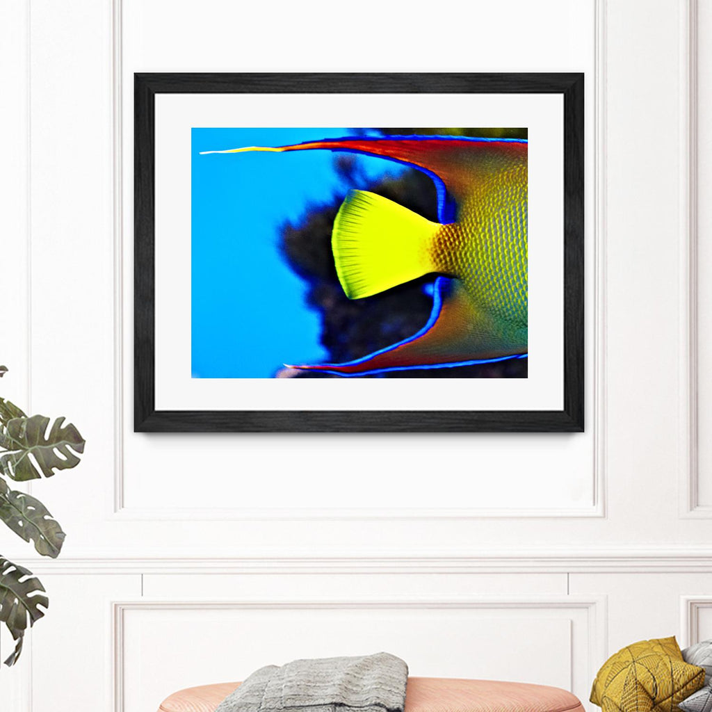 Yellow Fish par Peter Morneau sur GIANT ART - art photo jaune