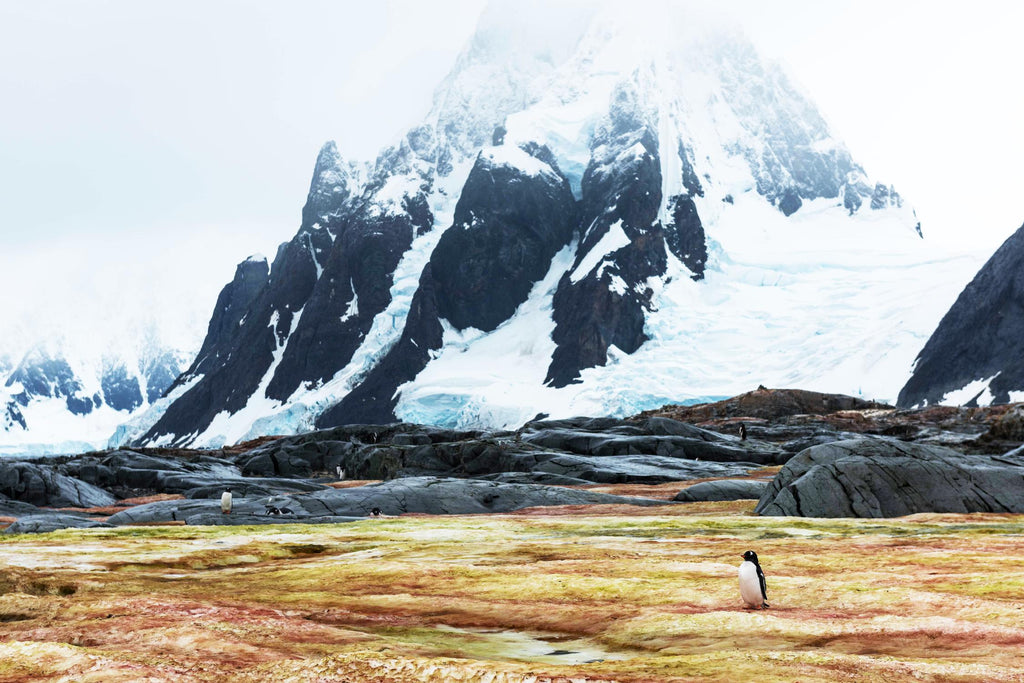 Crossing the green algae field, Antarctica par Nick Jackson sur GIANT ART - white photo art