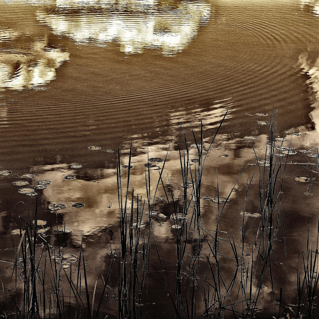 Infrared pond 11  de Jean-François Dupuis sur GIANT ART - marécage botanique noir