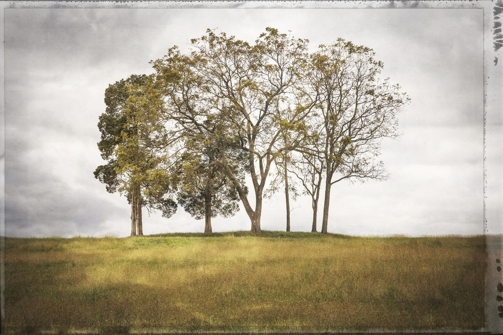 Trois arbres de Lillis Werder sur GIANT ART - paysage en or
