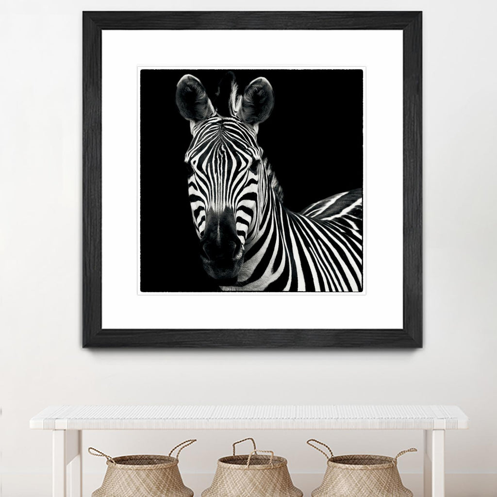 Zebra II par Debra Van Swearingen sur GIANT ART - animaux blancs