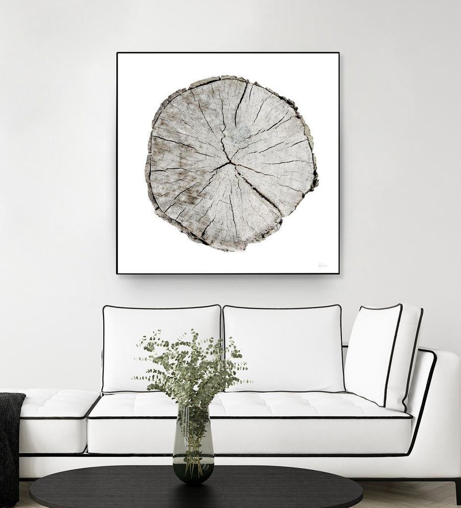 Années boisées I sur blanc par Sue Schlabach sur GIANT ART - arbres gris