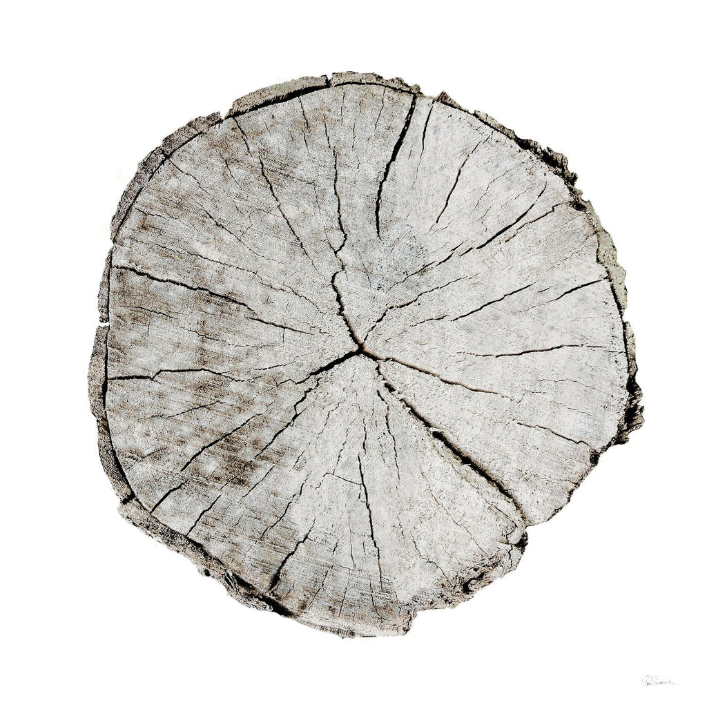 Années boisées I sur blanc par Sue Schlabach sur GIANT ART - arbres gris