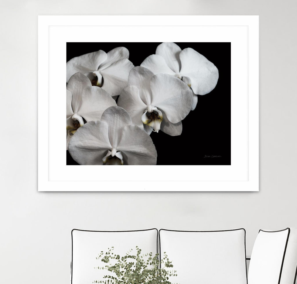 White Orchid II by Elise Catterall on GIANT ART - white florals floral