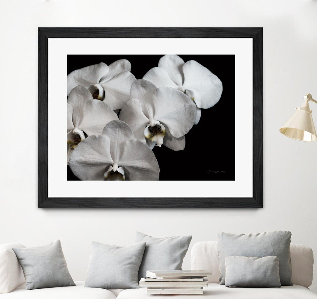 White Orchid II by Elise Catterall on GIANT ART - white florals floral