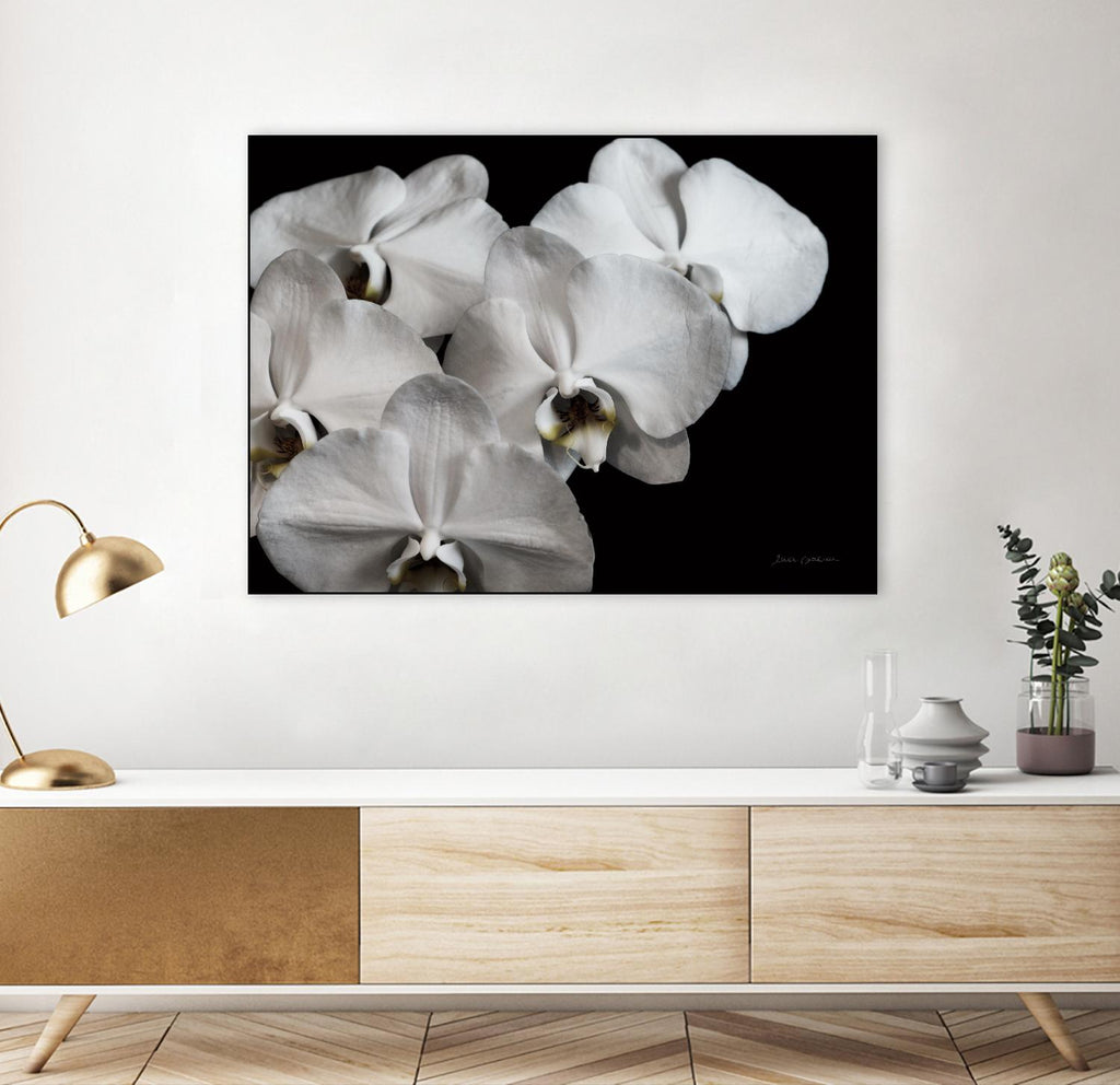 White Orchid II par Elise Catterall sur GIANT ART - fleurs en noir et blanc