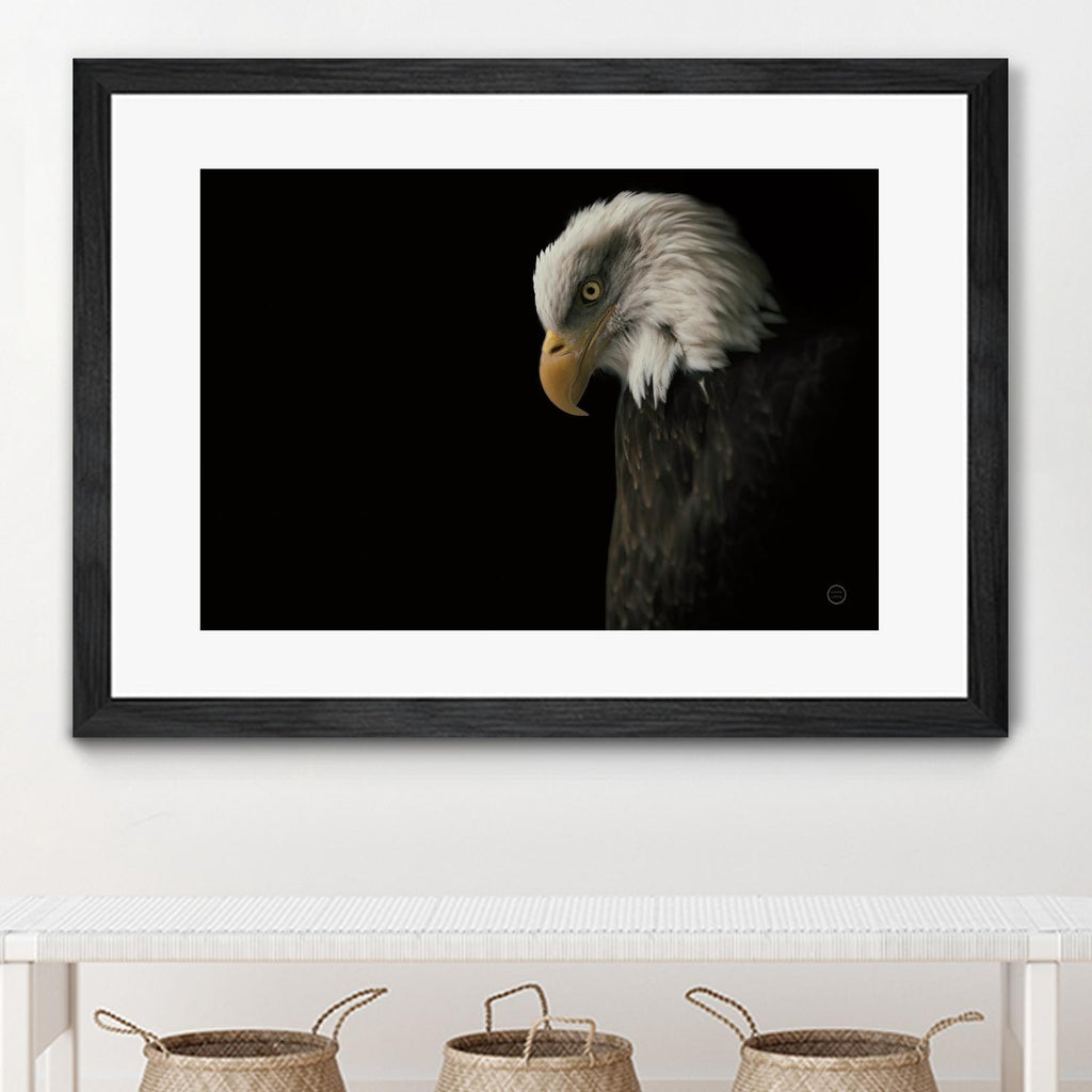 Eagle Bow by Nathan Larson on GIANT ART - white animals oiseau
