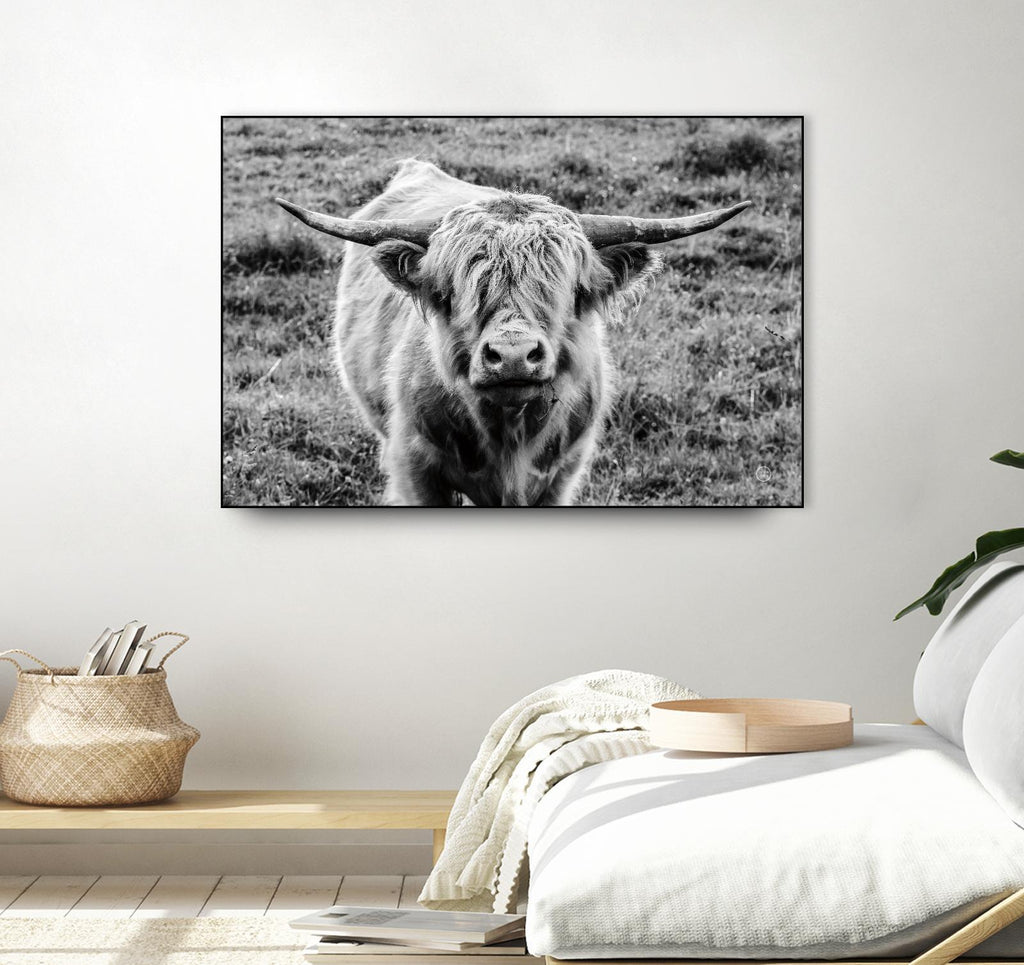 Highland Cow Staring Contest par Nathan Larson sur GIANT ART - animaux animaux