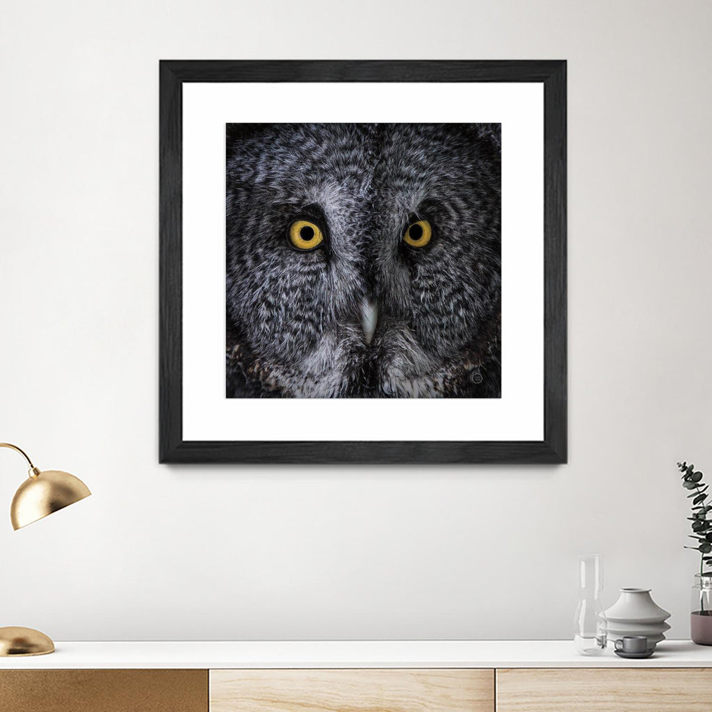 Great Grey Owl par Nathan Larson sur GIANT ART - animaux animaux