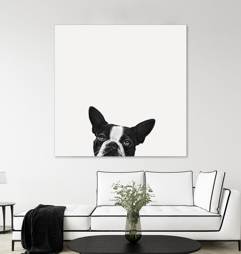Loyalty par Jon Bertelli sur GIANT ART - photographie noir et blanc, animaux, chiens, humour