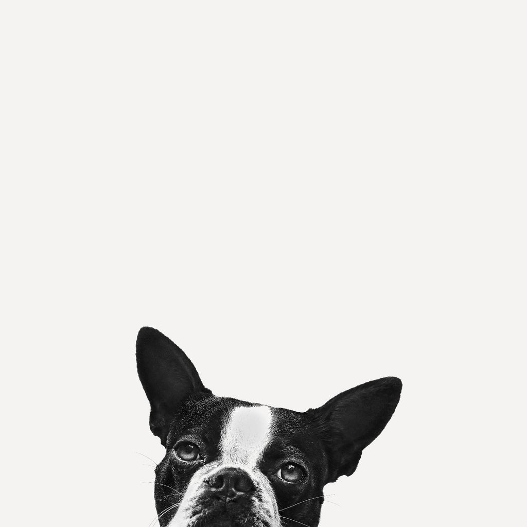 Loyalty by Jon Bertelli on GIANT ART - black,white photography, animals, dogs, humor