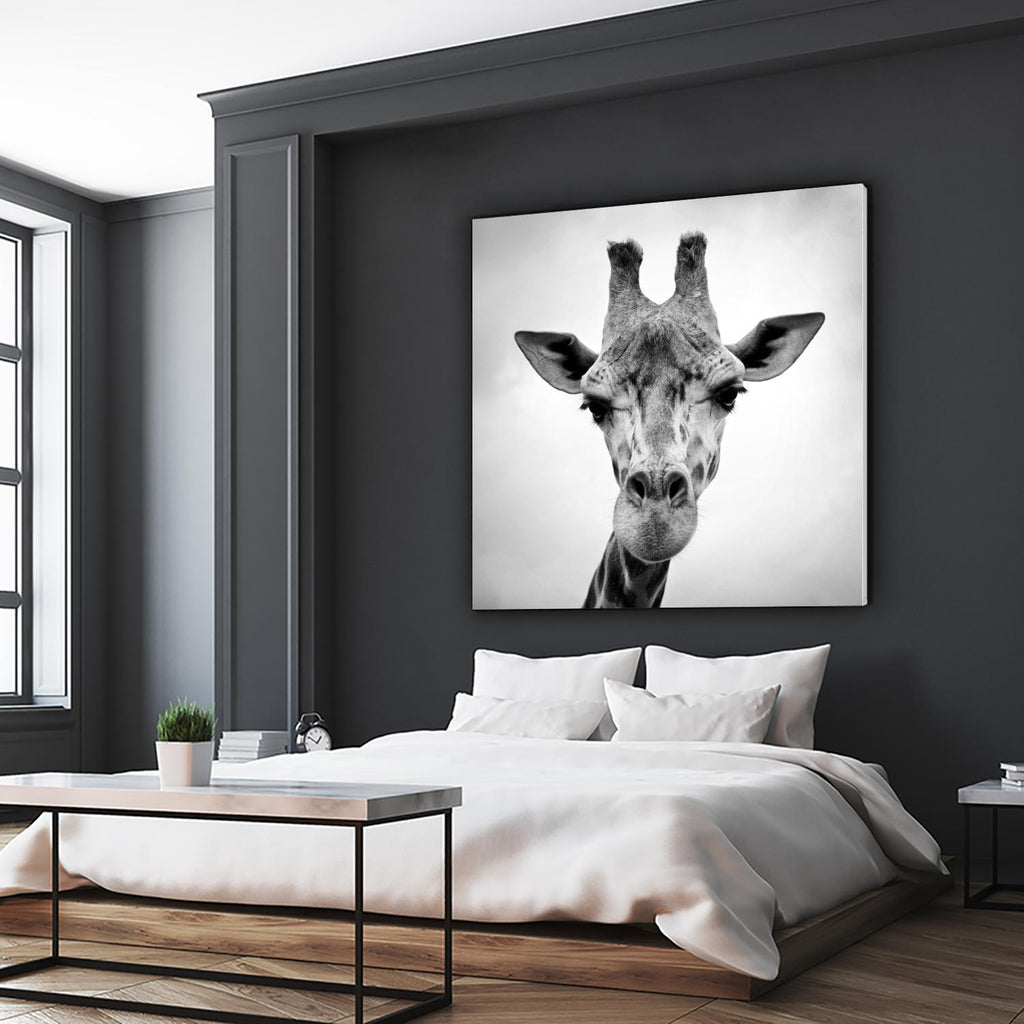 Girafe par PhotoINC Studio sur GIANT ART - animaux blancs