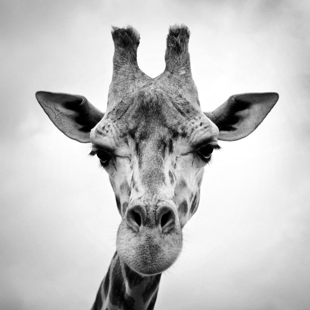 Giraffe by PhotoINC Studio on GIANT ART - white animals