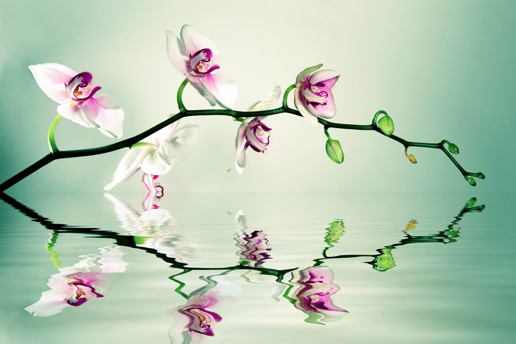 Zen par Lee Sie sur GIANT ART - photographie multicolore ; floral/still life