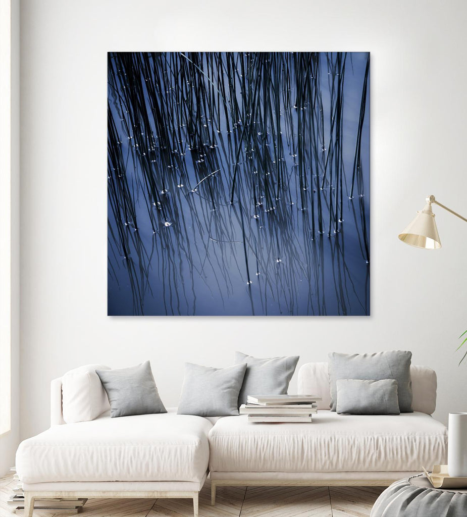 Lily Pond Blue III de Rebecca Cozart sur GIANT ART - art photo noir