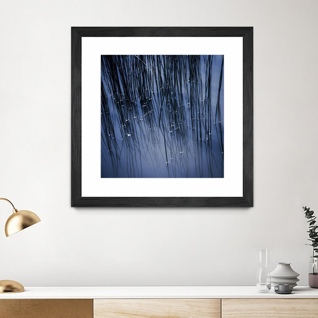 Lily Pond Blue III de Rebecca Cozart sur GIANT ART - art photo noir