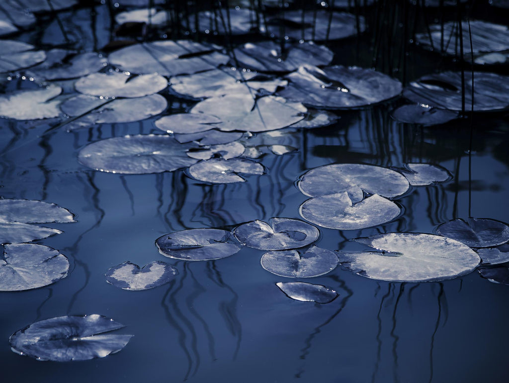 Lili Pond Blue VII par Marc Schacter sur GIANT ART - art photo gris