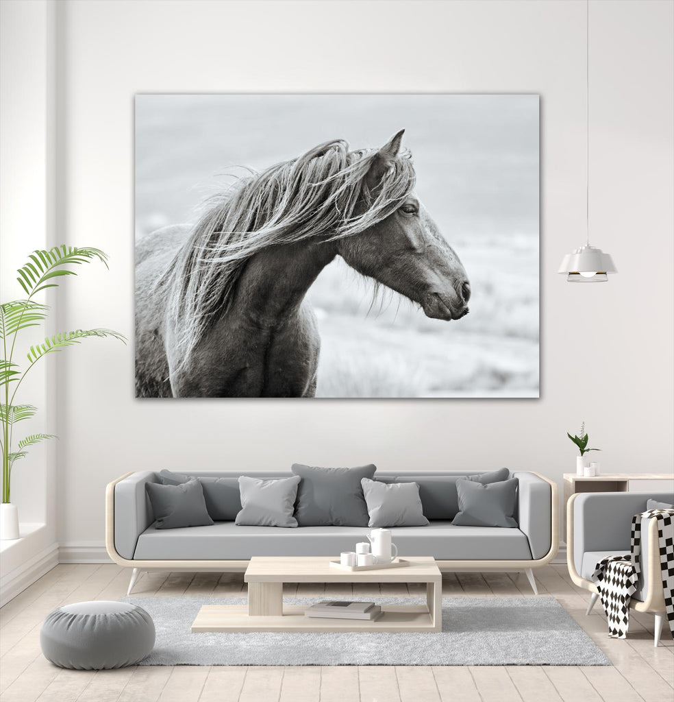 The Fell by Esther Marie on GIANT ART - white animals horse