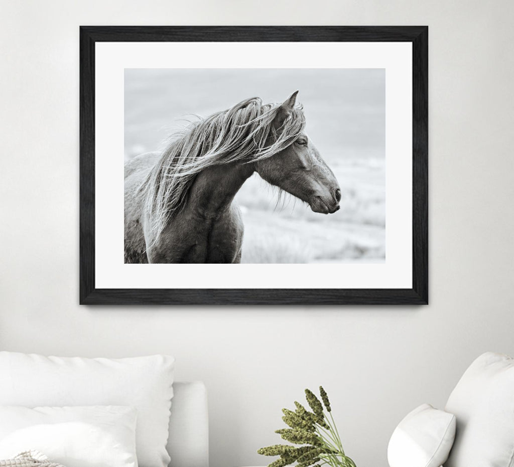 The Fell by Esther Marie on GIANT ART - white animals horse