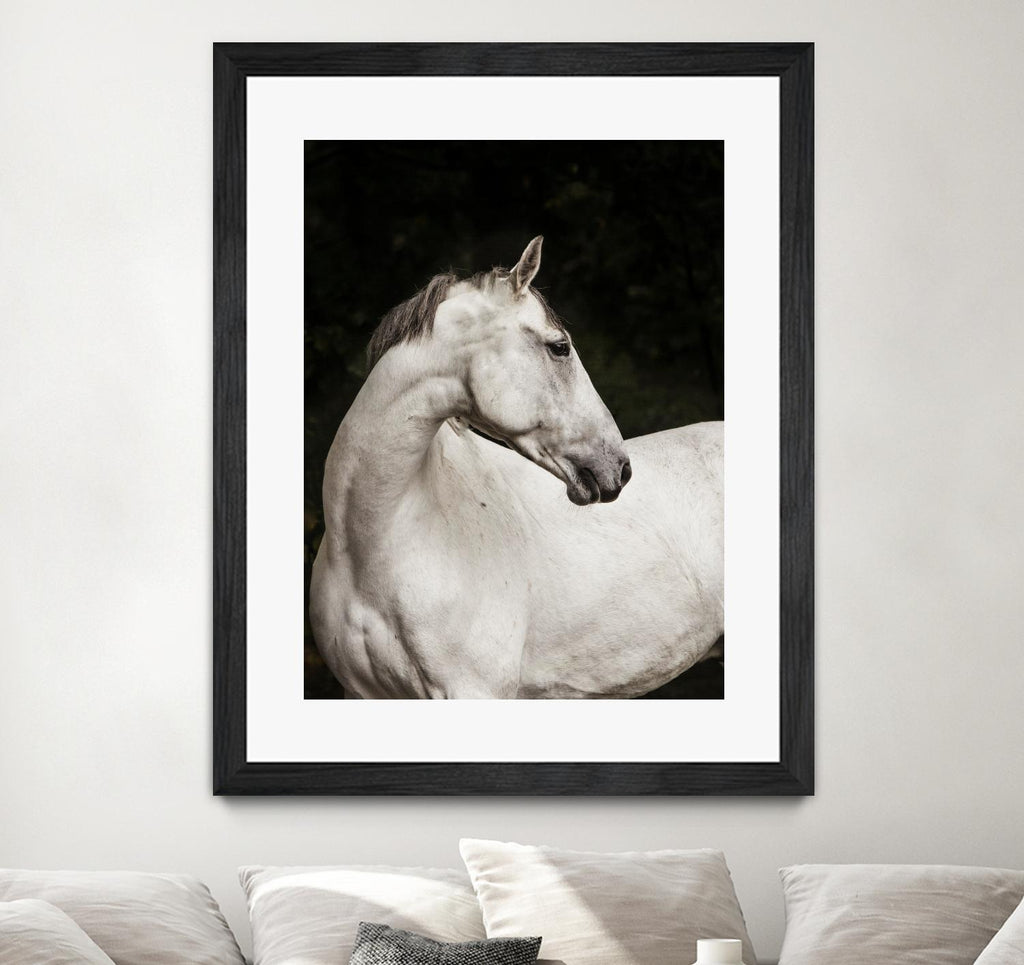 Elegant par Esther Marie sur GIANT ART - cheval blanc noir et blanc