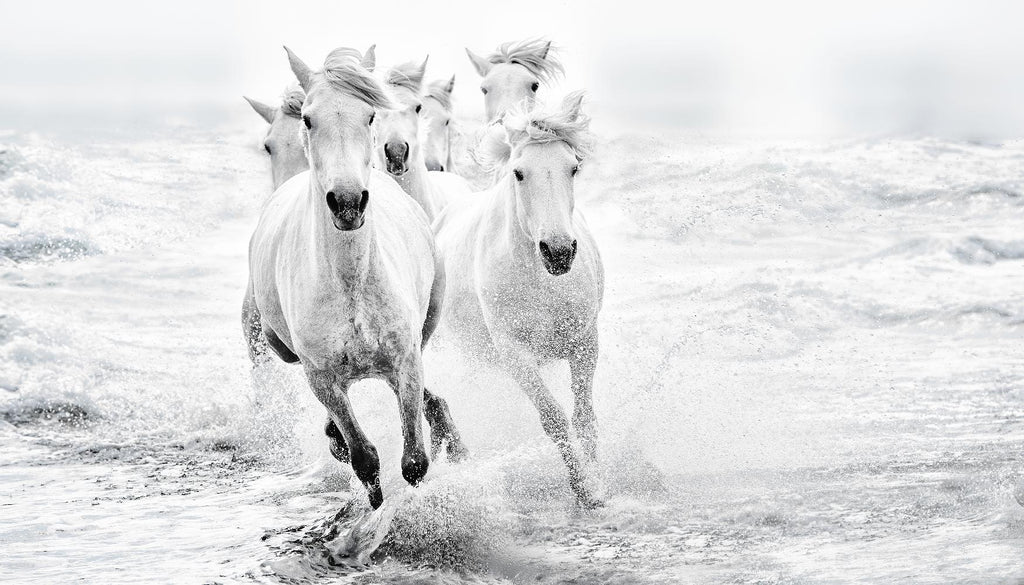 Bressy - Running in the sea par 1X sur GIANT ART - photo d'art blanc