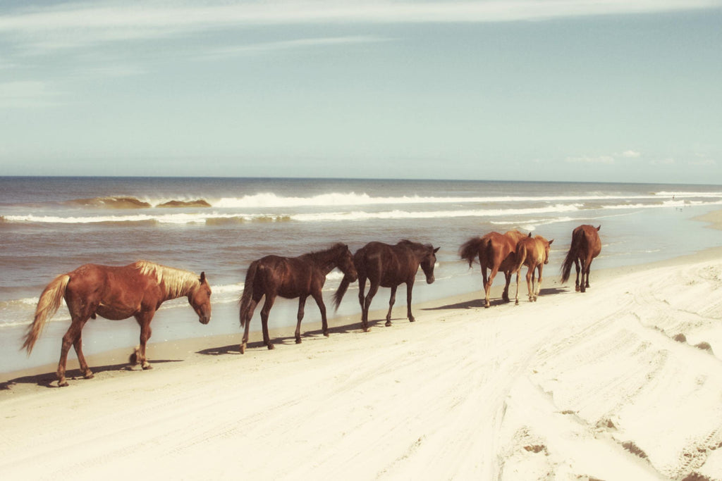 Horses On The Beach par Kathy Mansfield sur GIANT ART - photographie côtière