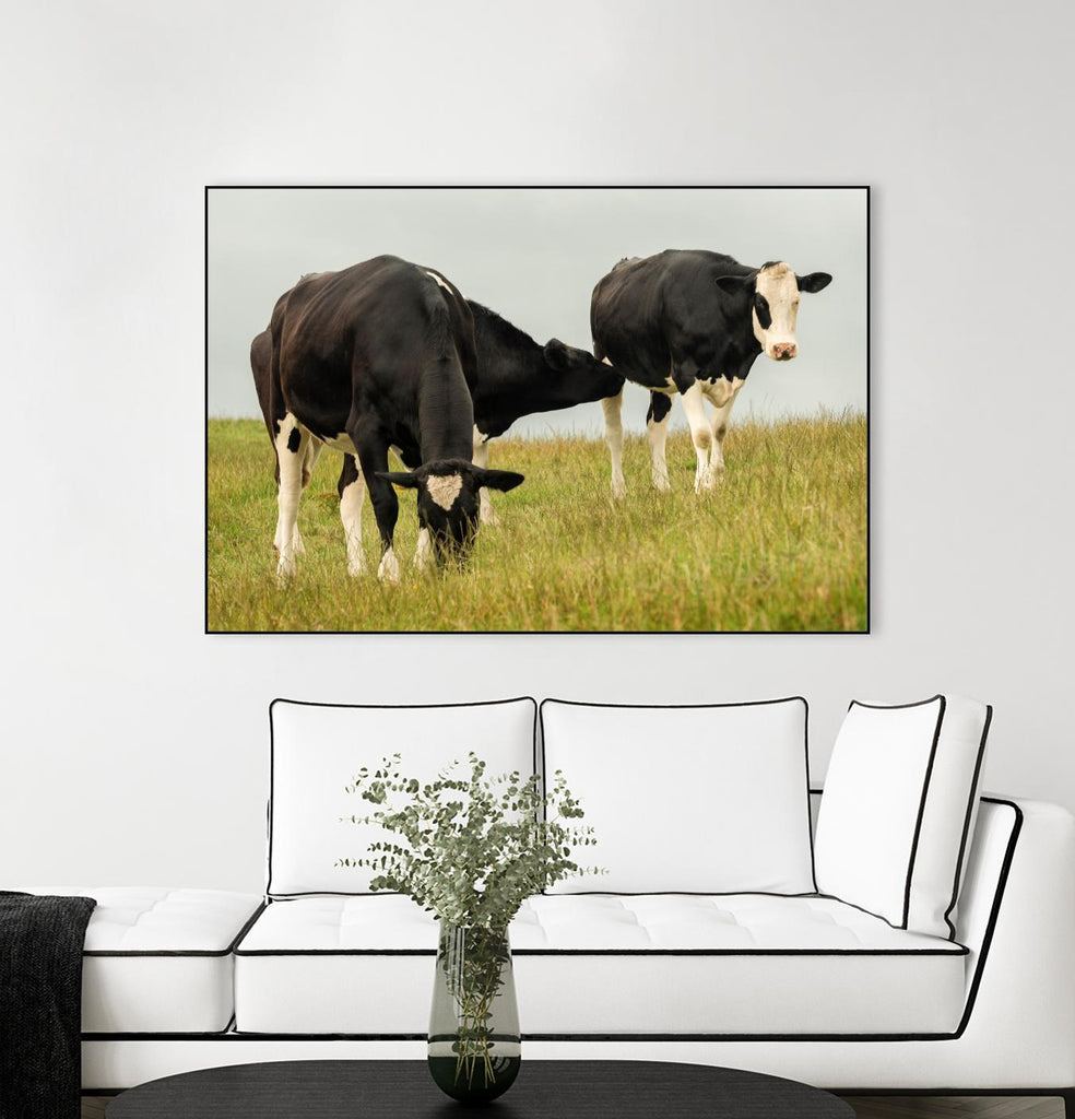 Country Cows par Andy Amos sur GIANT ART - photographie de ferme