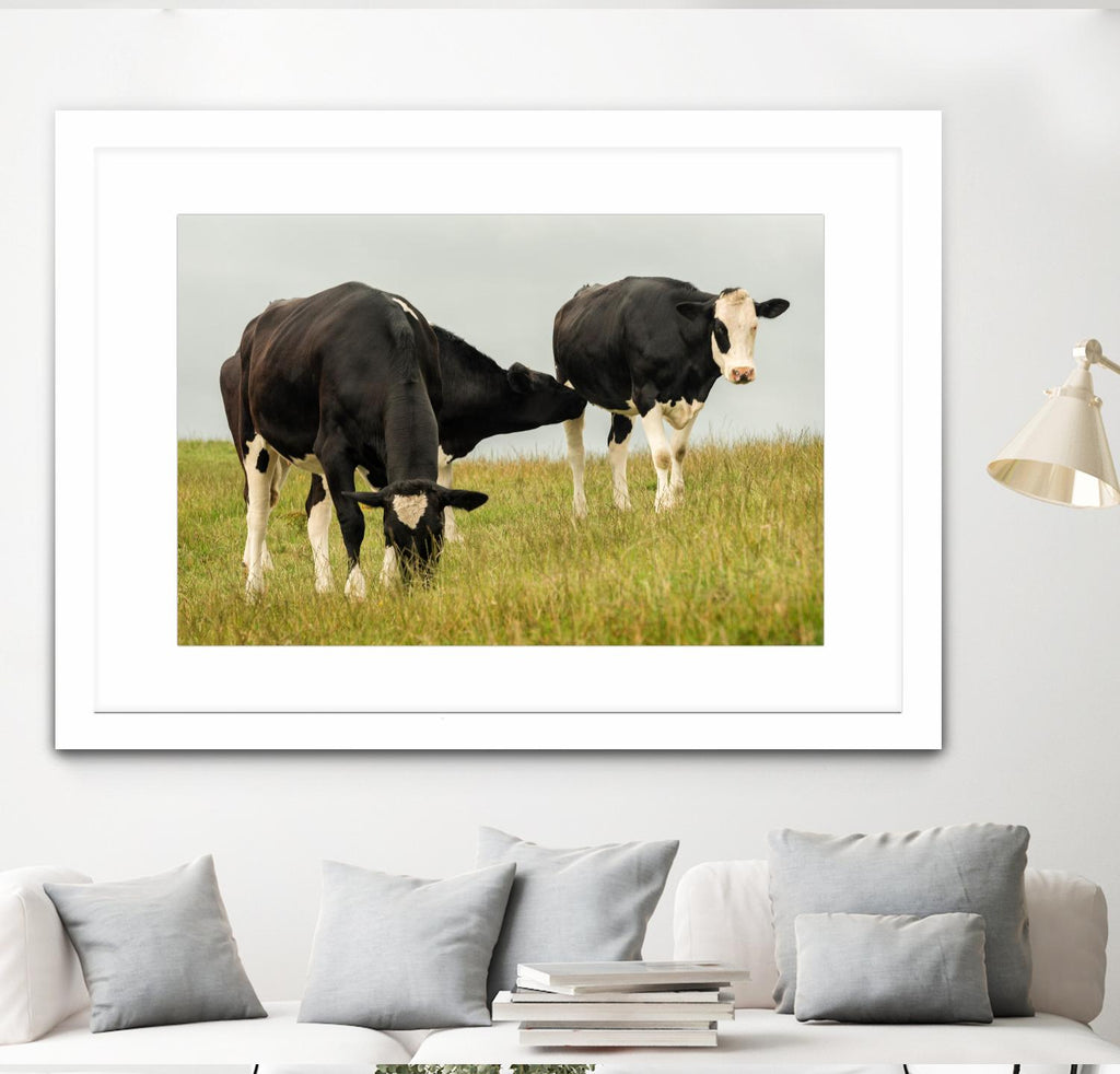 Country Cows par Andy Amos sur GIANT ART - photographie de ferme