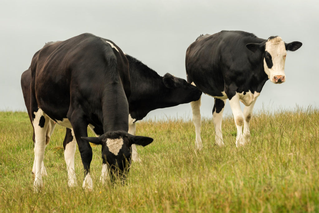 Country Cows by Andy Amos on GIANT ART - farm photography