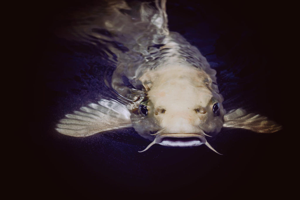 Catfish par Pexels sur GIANT ART - animaux bruns