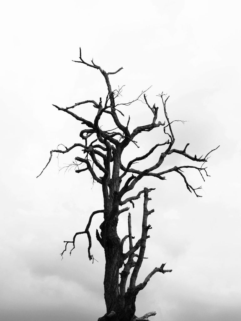 Arbre mort par Pexels sur GIANT ART - arbres blancs