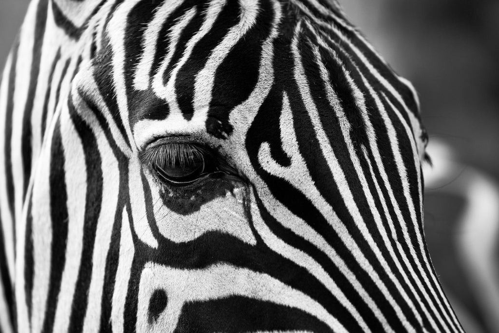 Zoomed Zebra par Pexels sur GIANT ART - animaux blancs