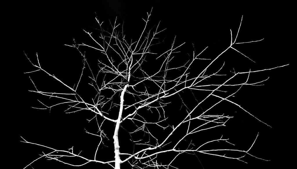 Arbre blanc par Pexels sur GIANT ART - arbres blancs