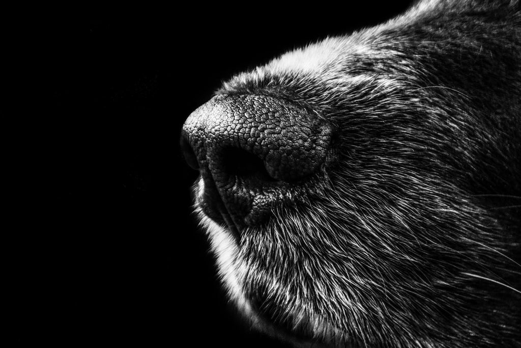 Nez de chien par Pexels sur GIANT ART - animaux blancs