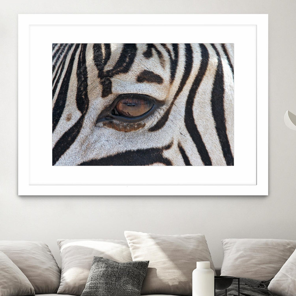 Zebra par Pexels sur GIANT ART - animaux blancs