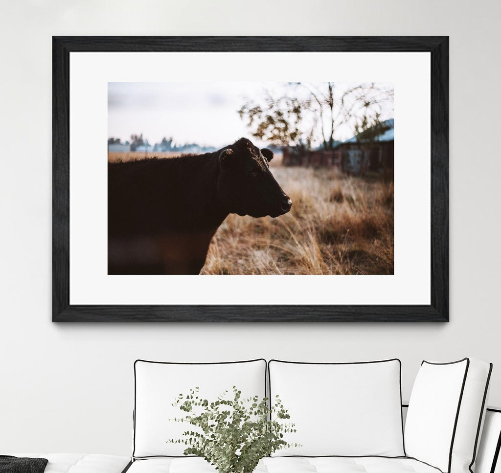 Vache par Pexels sur GIANT ART - animaux bruns