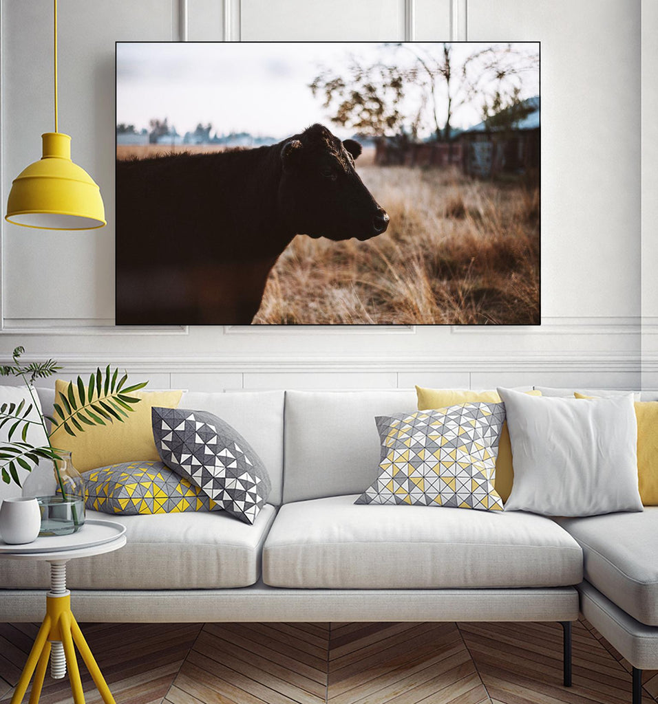 Vache par Pexels sur GIANT ART - animaux bruns